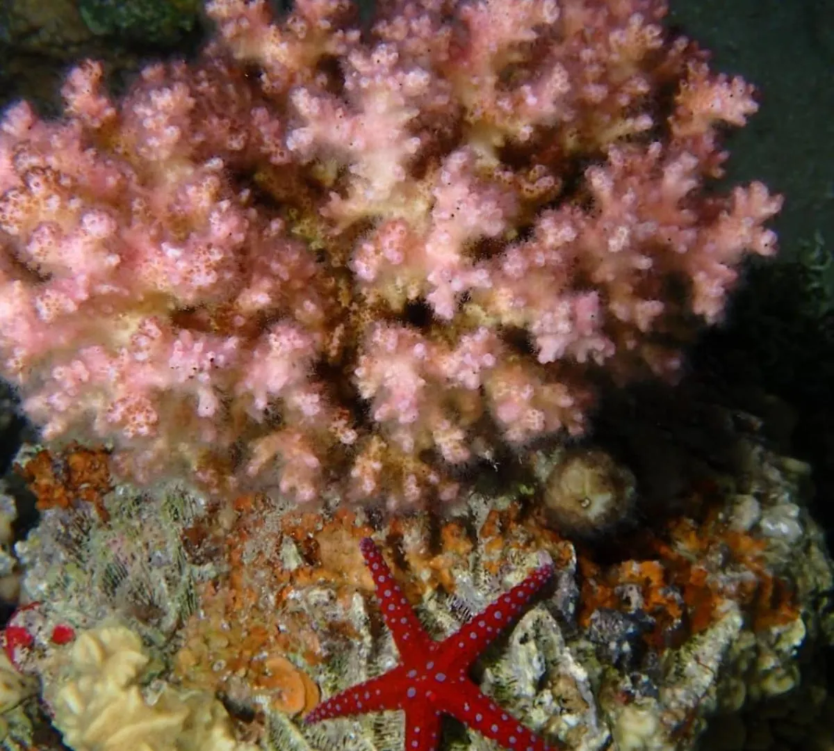 Aqaba Pro Divers Jordania